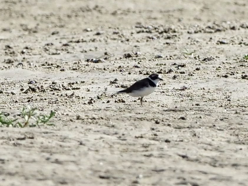 Semipalmated Plover - ML251086071