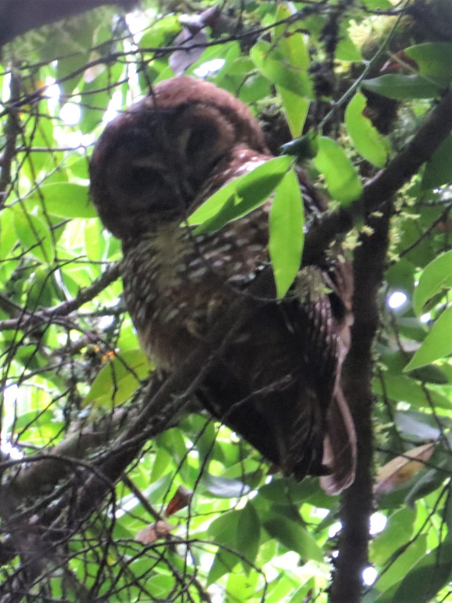 Spotted Owl (Northern) - ML251088781