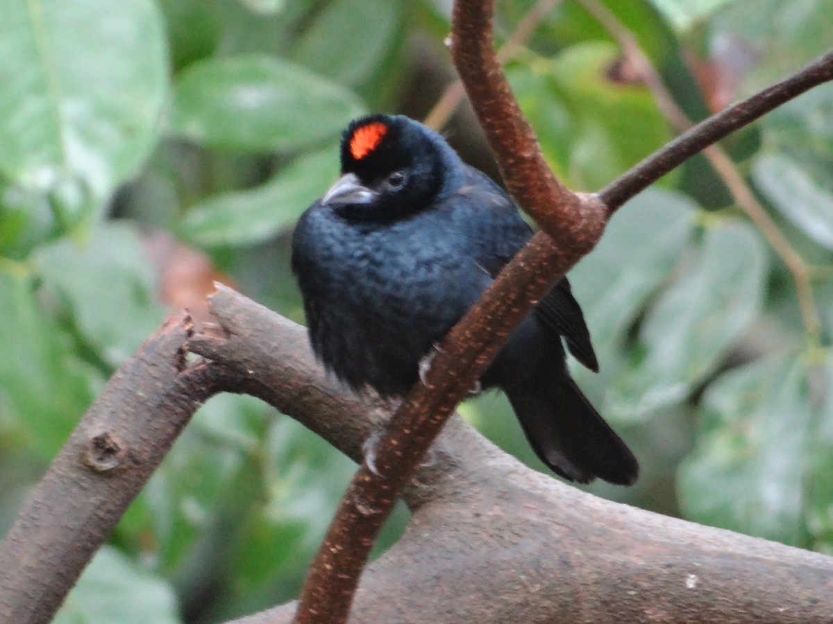 Ruby-crowned Tanager - Guilherme Lopes