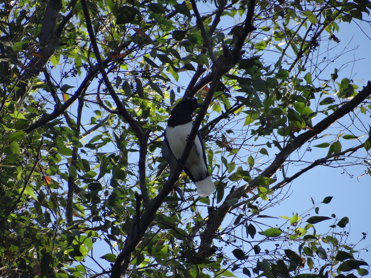 Curl-crested Jay - ML251096311