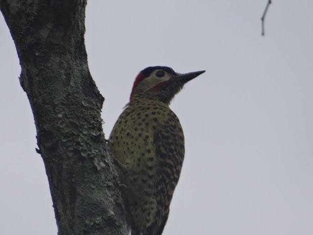 Green-barred Woodpecker - ML251096901