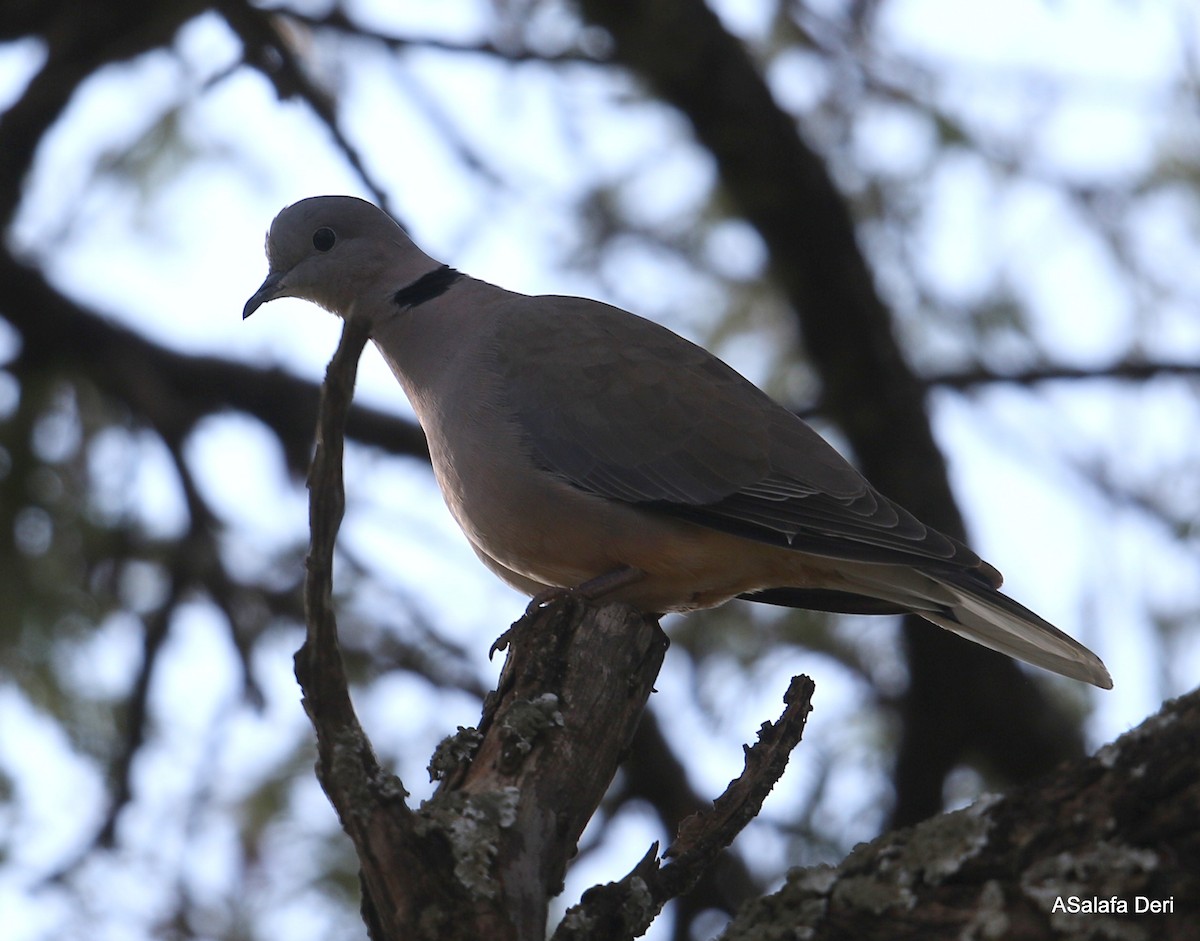 Ring-necked Dove - Fanis Theofanopoulos (ASalafa Deri)