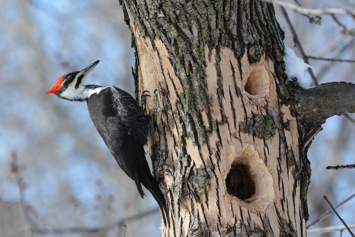 Pileated Woodpecker - Jeremy Collison