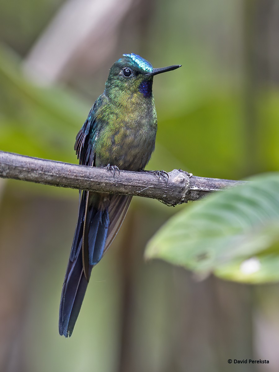 Violet-tailed Sylph - ML251102291