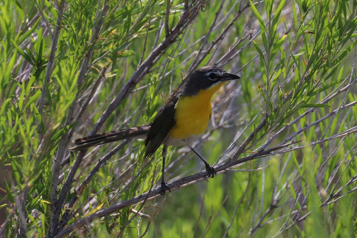 Yellow-breasted Chat - Kathy Mihm Dunning