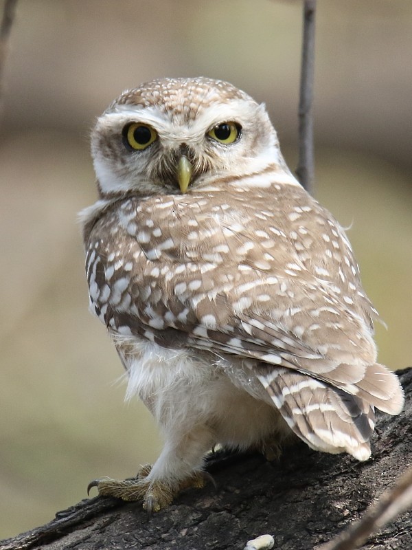 Spotted Owlet - ML251107591