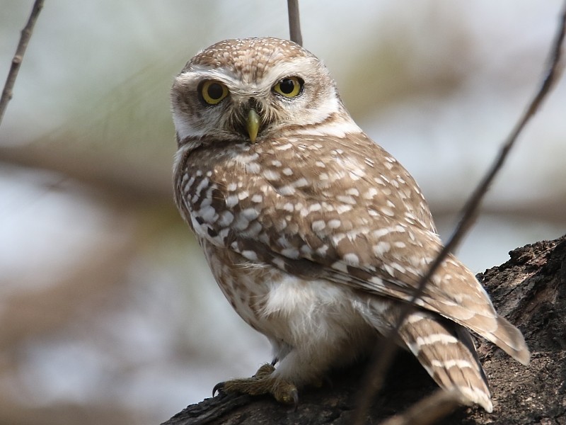 Spotted Owlet - ML251107621