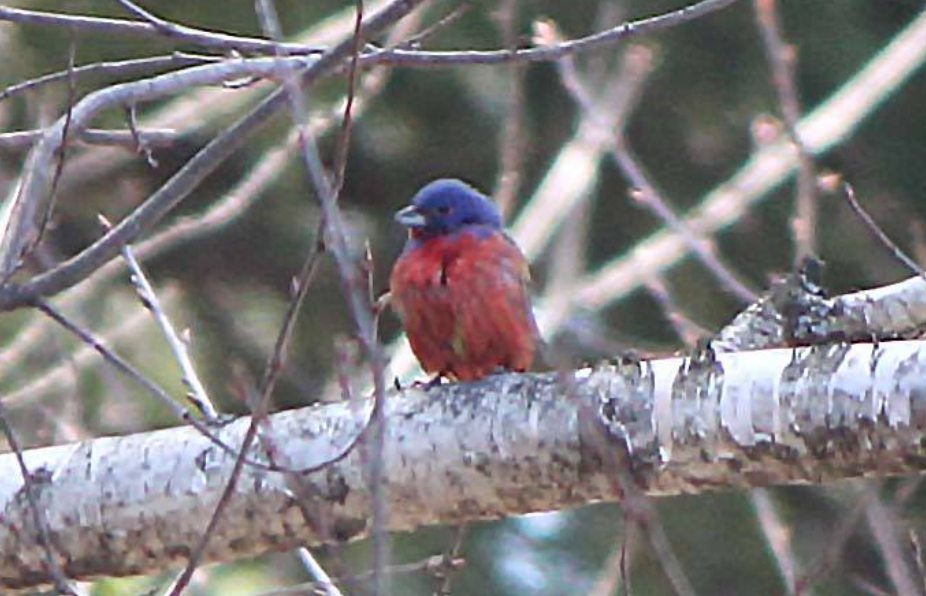 Painted Bunting - ML25110791