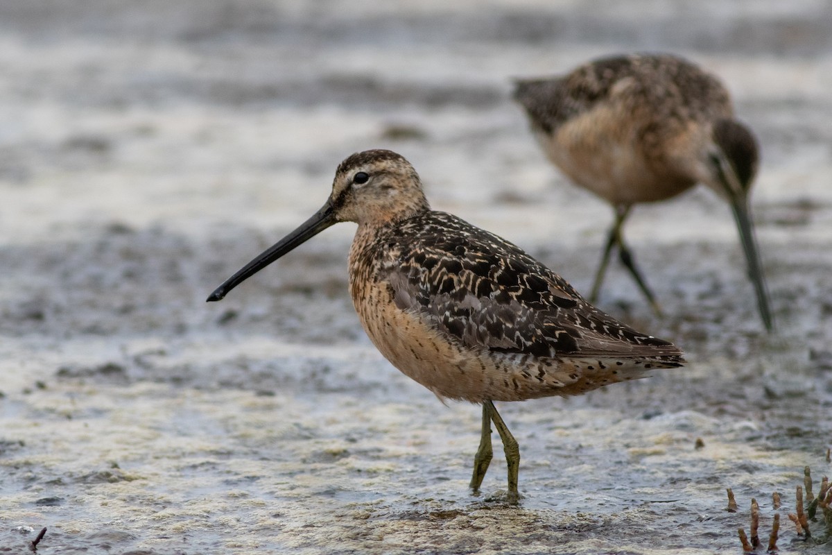 Long-billed Dowitcher - Rob Fowler