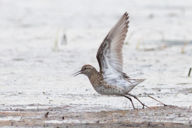 First Alternate Sharp-tailed Sandpiper. - Sharp-tailed Sandpiper - 