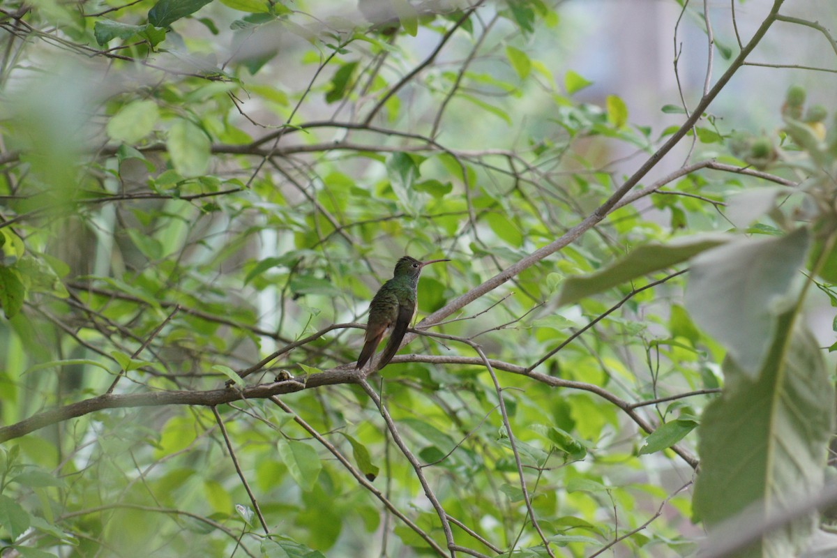 Buff-bellied Hummingbird - Pat Heirs