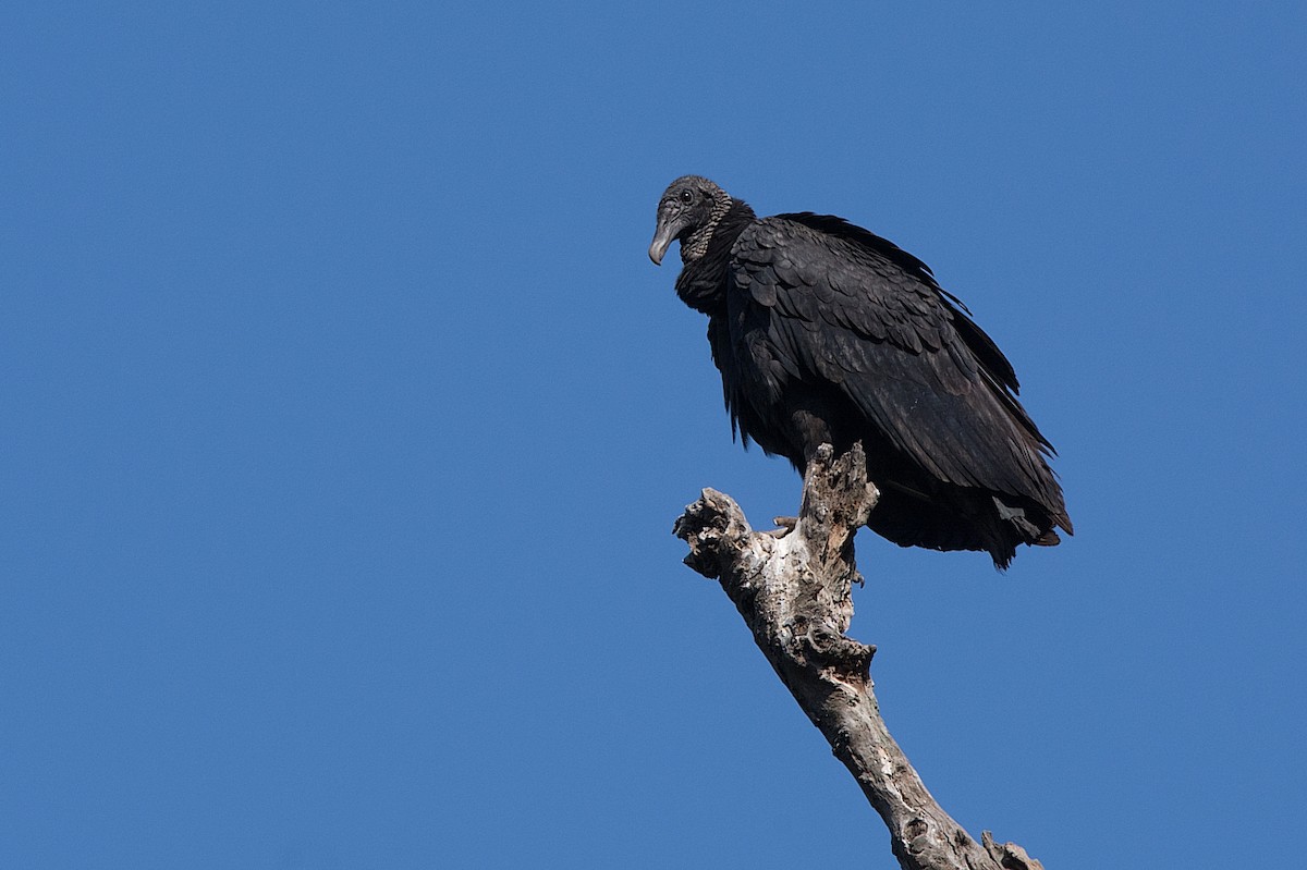 Black Vulture - ML251113641