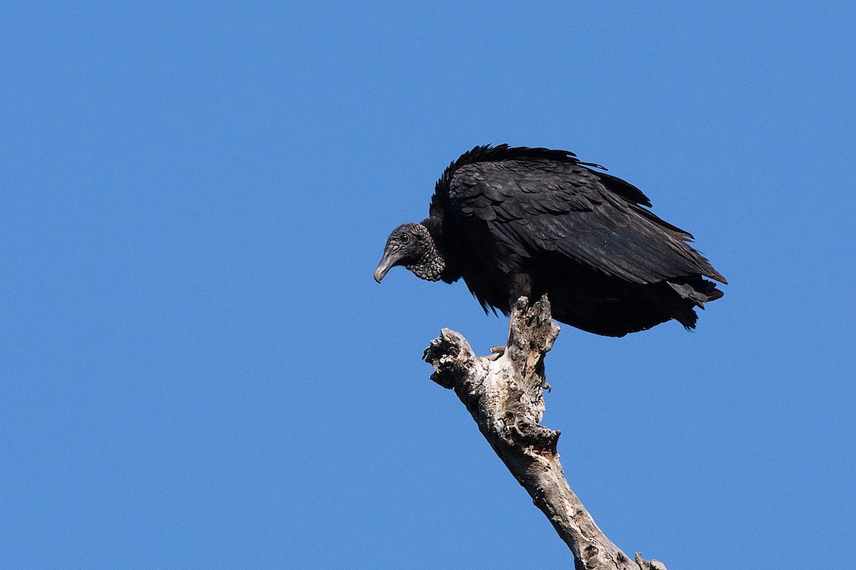 Black Vulture - ML251113651