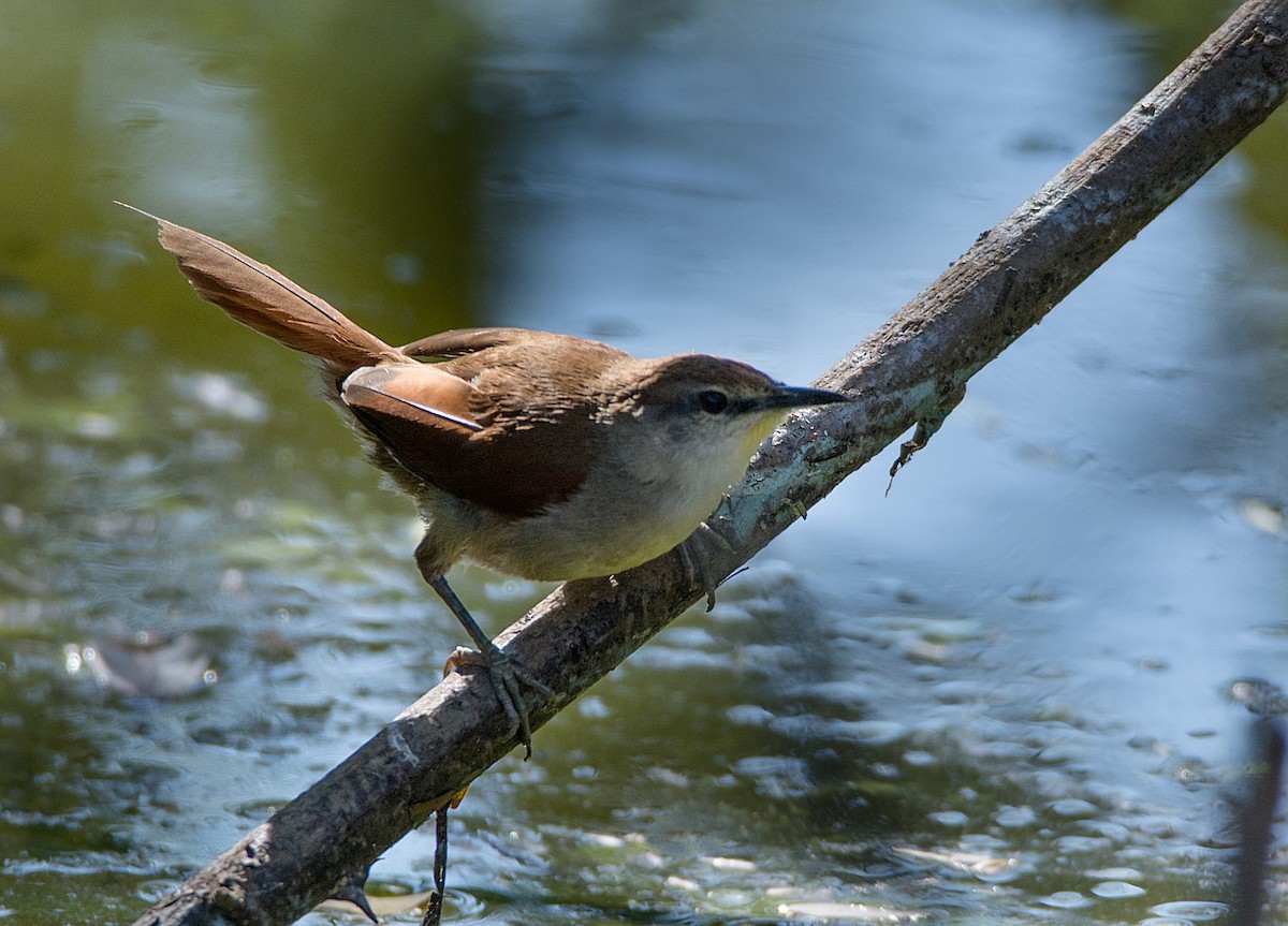 Yellow-chinned Spinetail - ML251113781