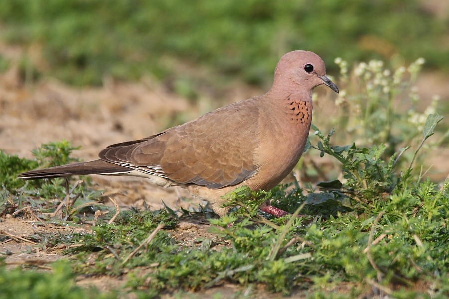 Laughing Dove - ML251116541