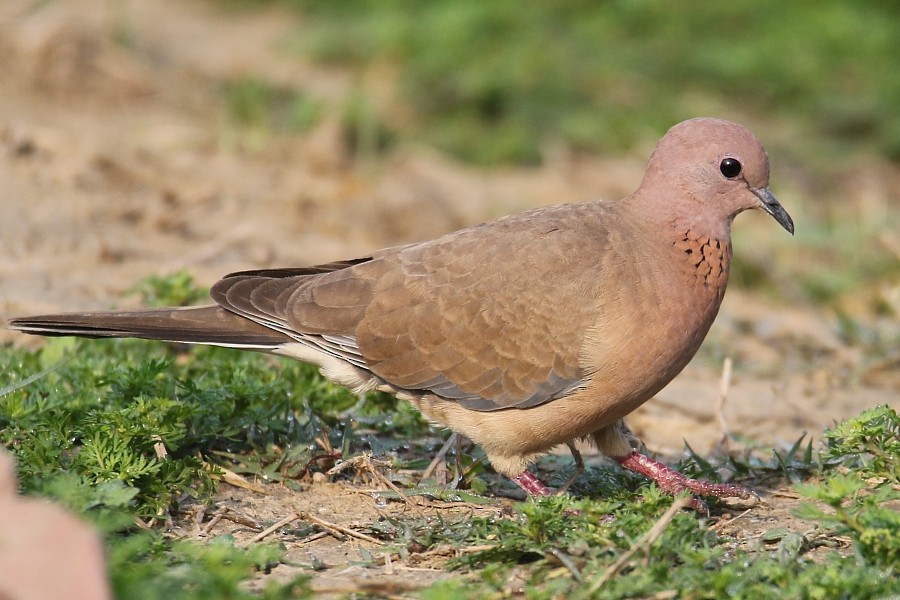 Laughing Dove - ML251116571