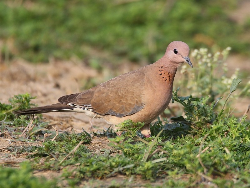 Laughing Dove - ML251116621