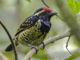  - Yellow-spotted Barbet