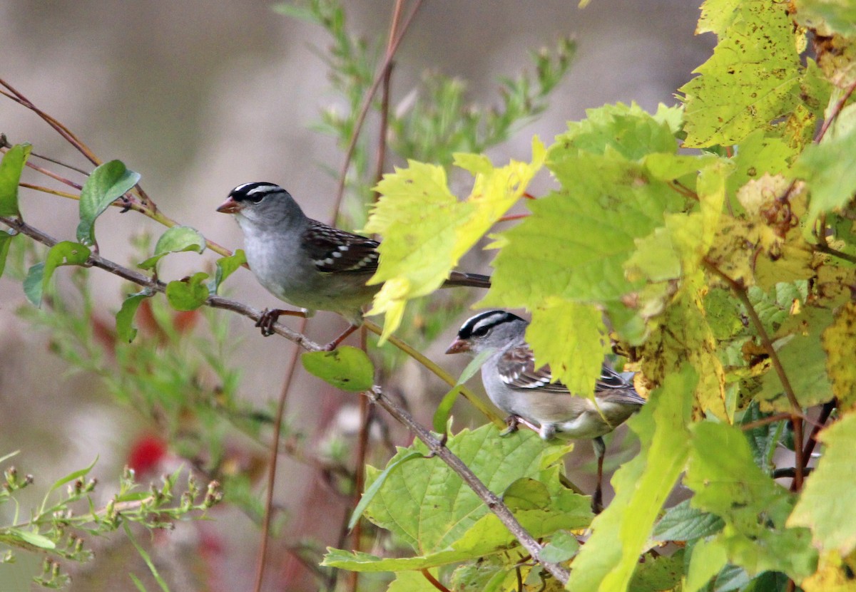 White-crowned Sparrow - Rob & Janice Tartell