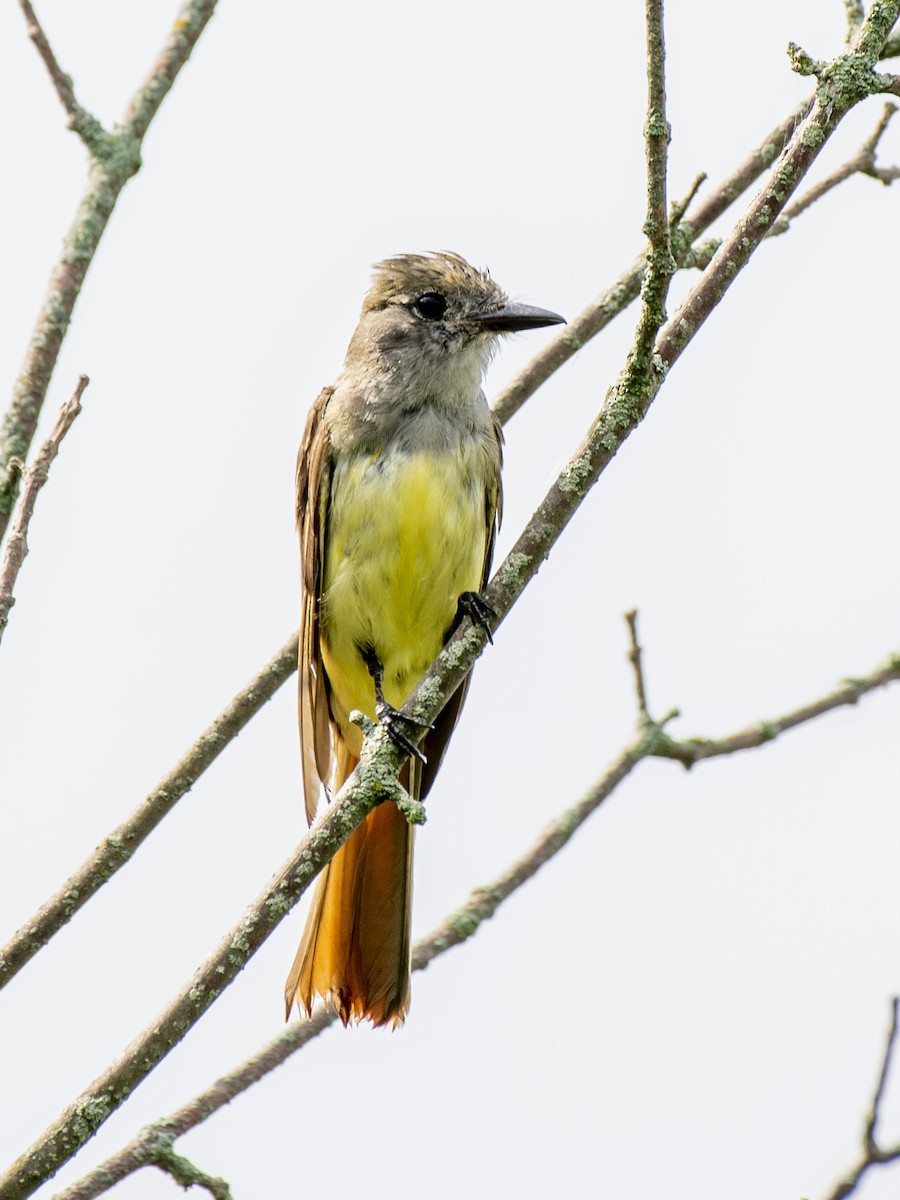 Great Crested Flycatcher - ML251123511