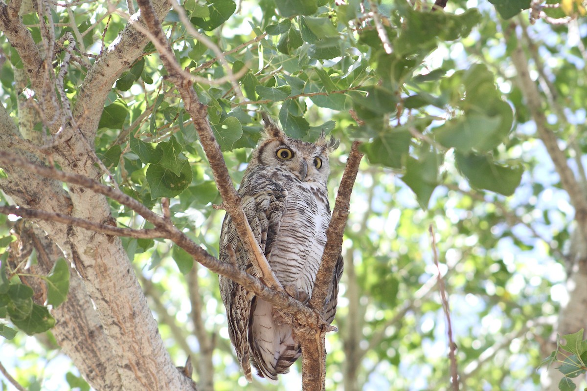 Great Horned Owl - ML251126381