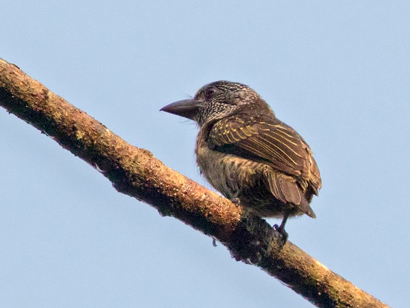 Hairy-breasted Barbet - Lars Petersson