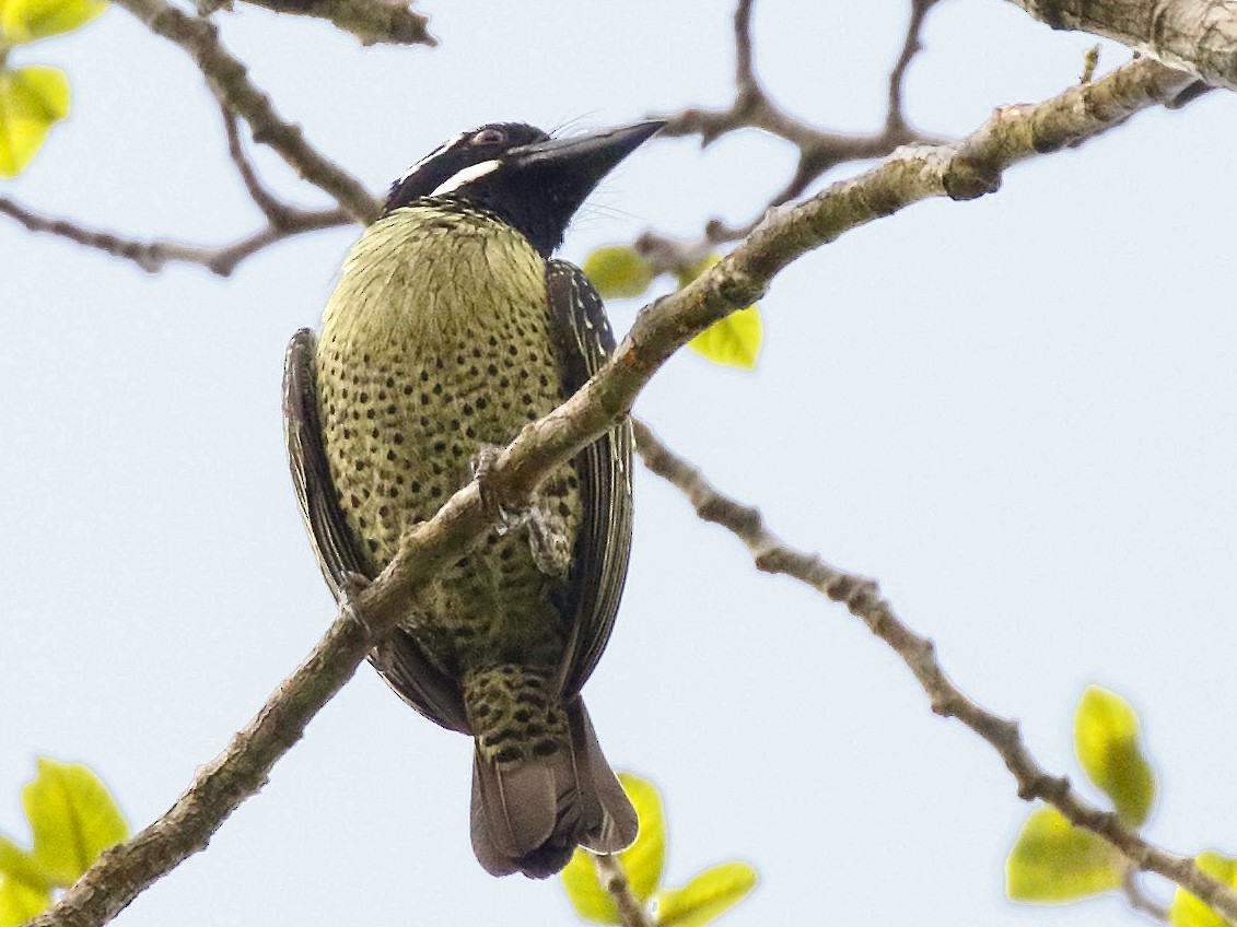 Hairy-breasted Barbet - Dave Curtis