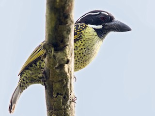  - Hairy-breasted Barbet