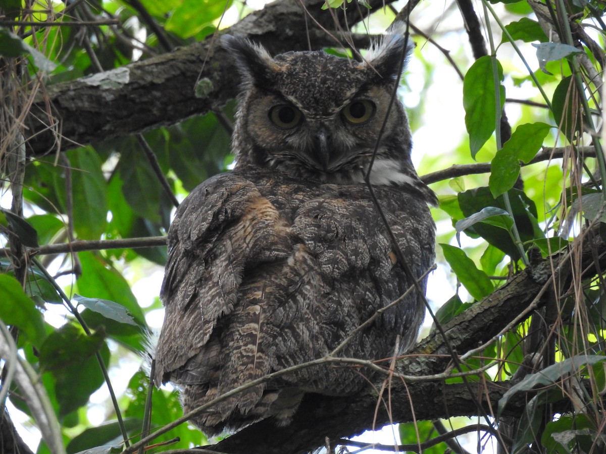 Great Horned Owl - Romel Romero