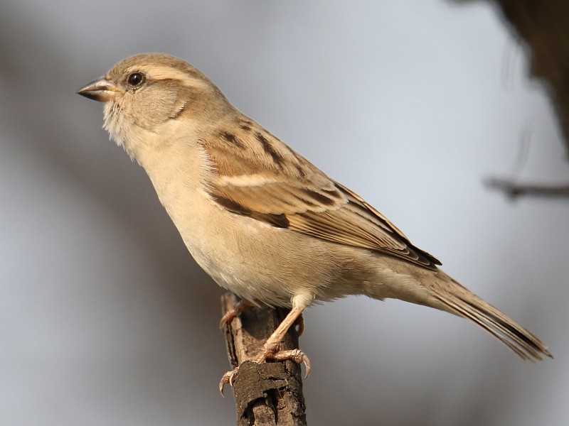 Sind Sparrow - Pavel Parkhaev
