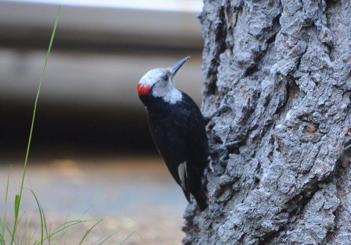White-headed Woodpecker - ML251130171