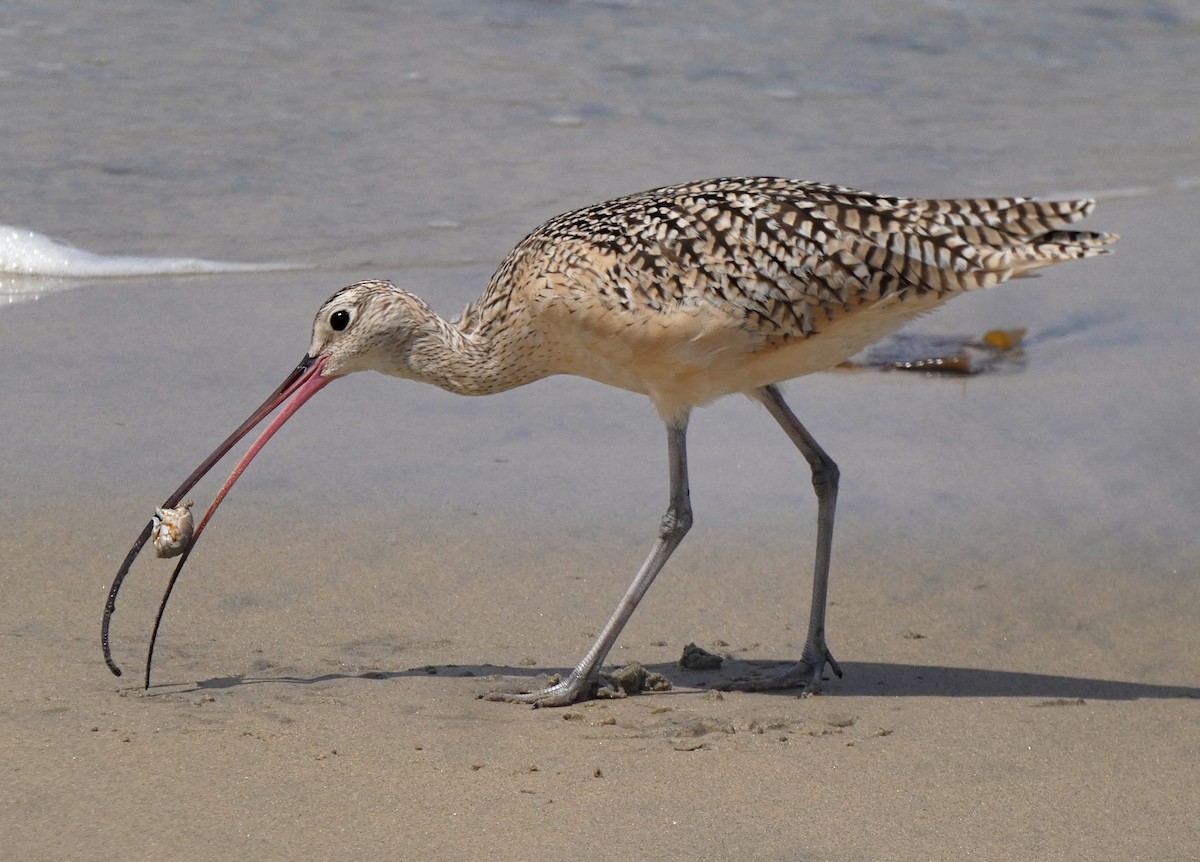 Long-billed Curlew - Barbara Wise