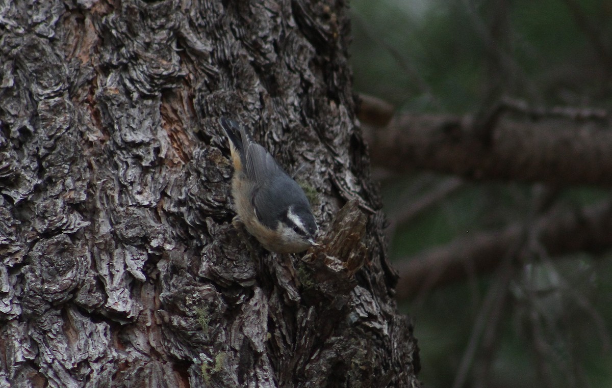 Red-breasted Nuthatch - ML251133041