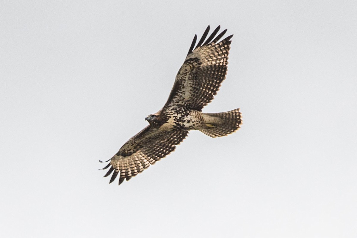 Red-tailed Hawk - ML251134571
