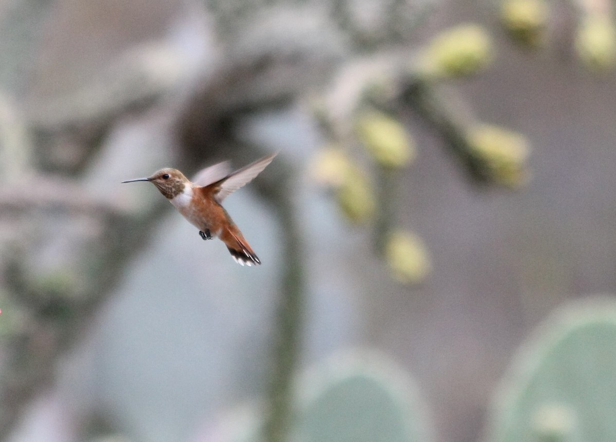 Rufous Hummingbird - ML251144841