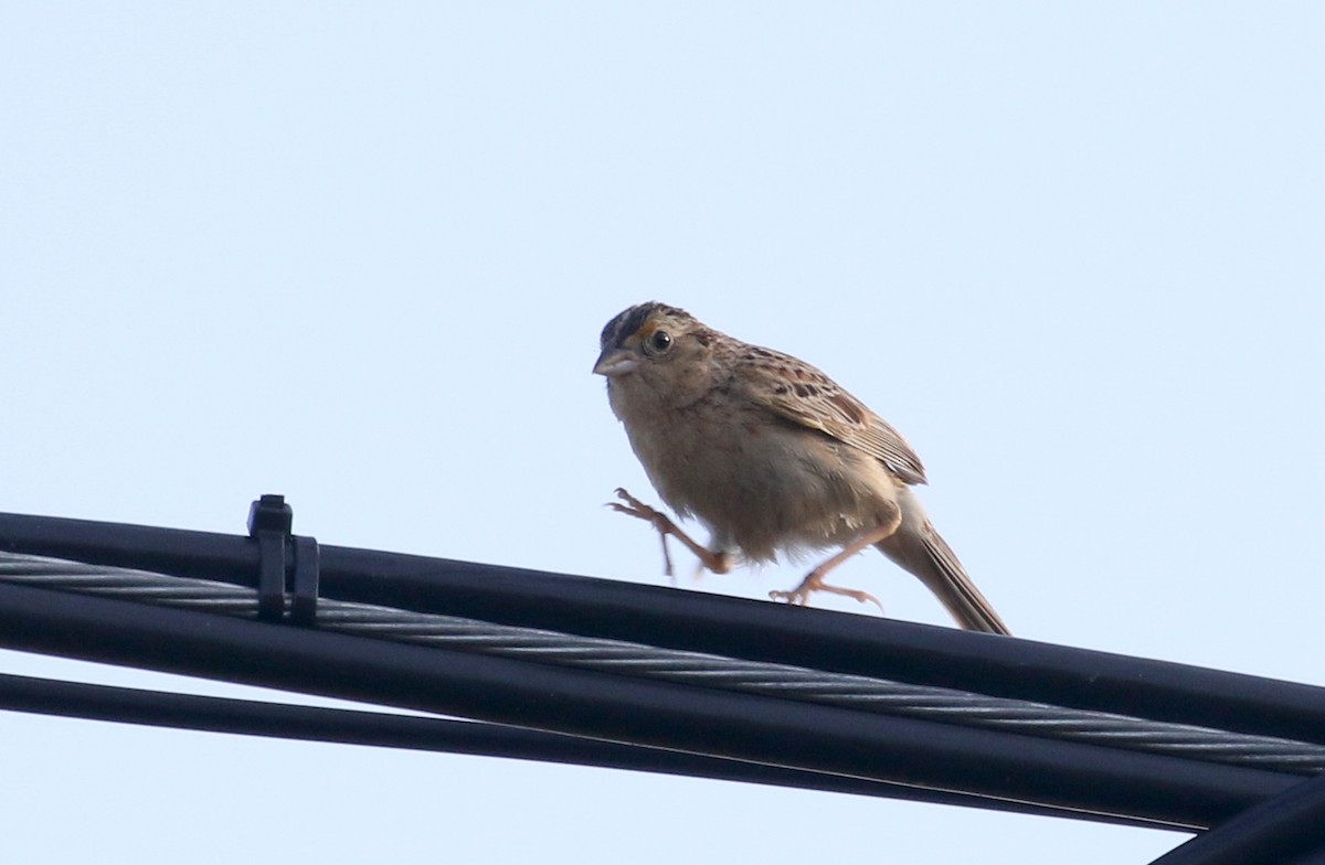 Grasshopper Sparrow - ML251145901
