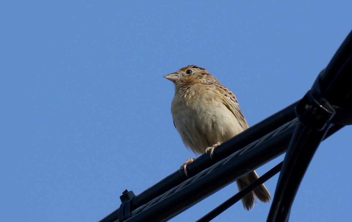 Grasshopper Sparrow - ML251145971