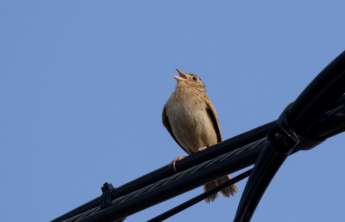 Grasshopper Sparrow - ML251146011