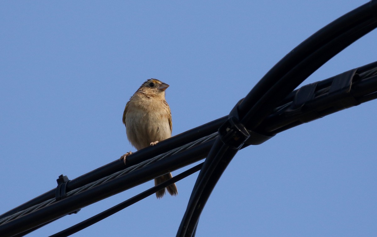 Grasshopper Sparrow - ML251146031