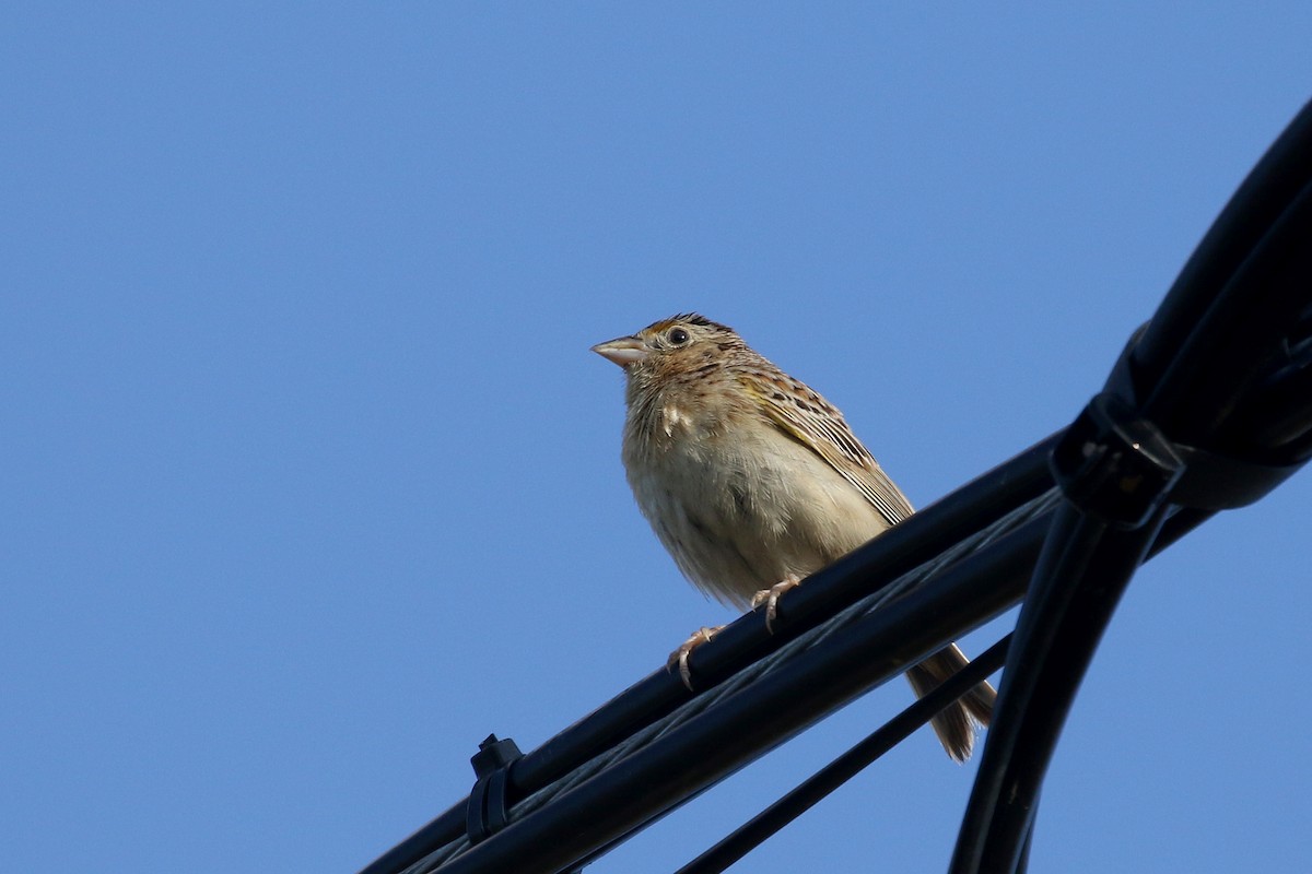 Grasshopper Sparrow - ML251146051