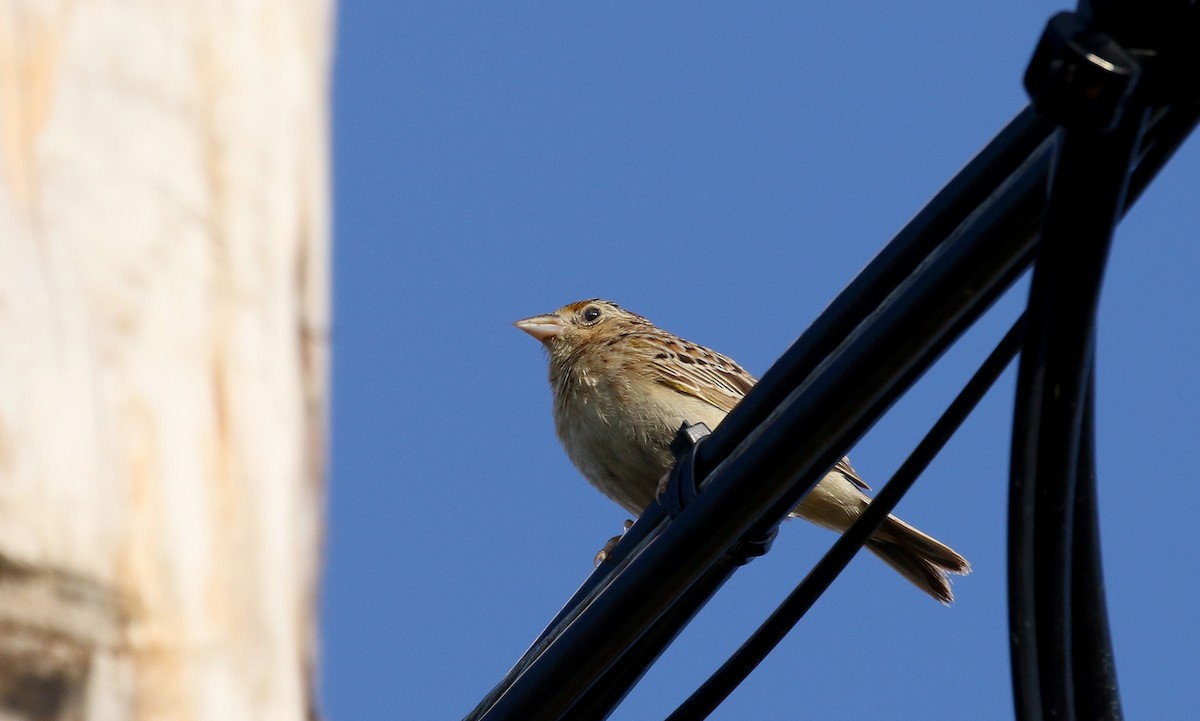 Grasshopper Sparrow - ML251146061