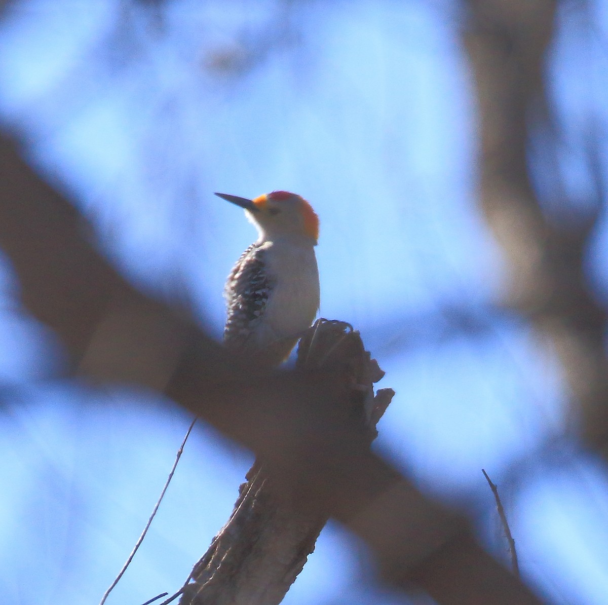 Golden-fronted Woodpecker - Anthony  Hewetson