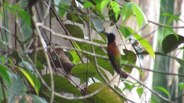 kolibřík zelenokostřečný - ML251149111