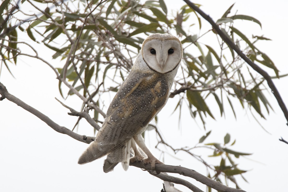 Barn Owl (Eastern) - John Cantwell