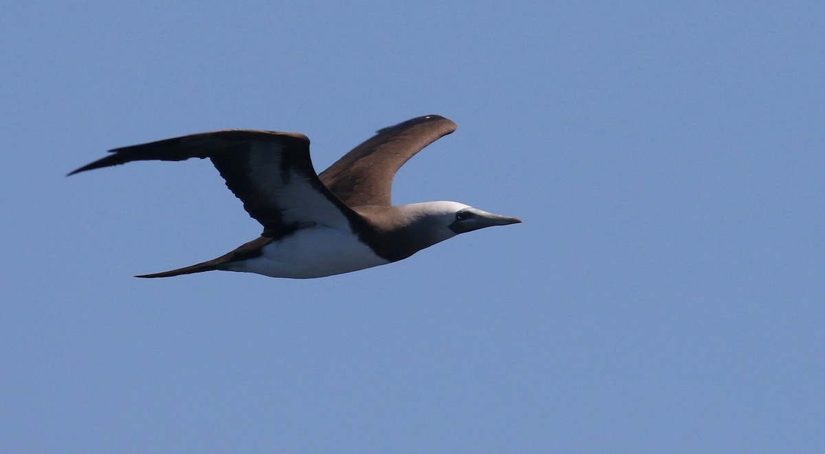 Brown Booby - ML251158771