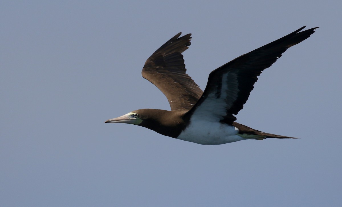 Brown Booby - ML251158781