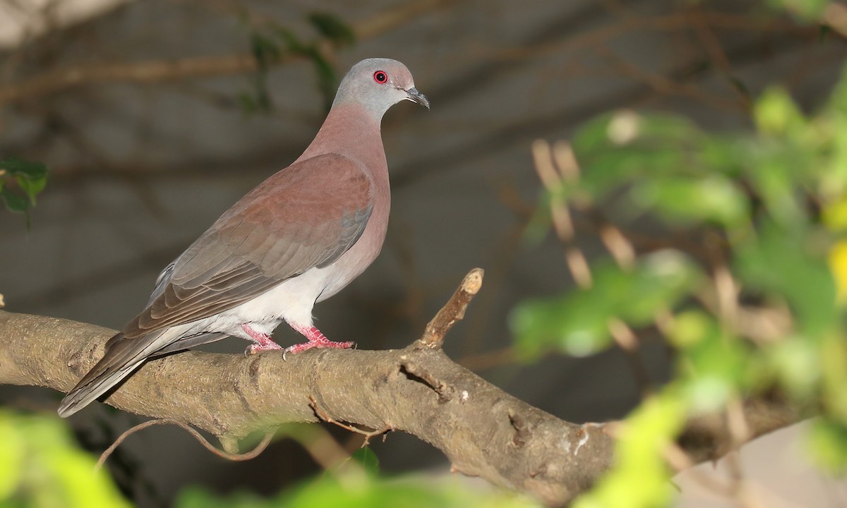 Pale-vented Pigeon - ML251159691