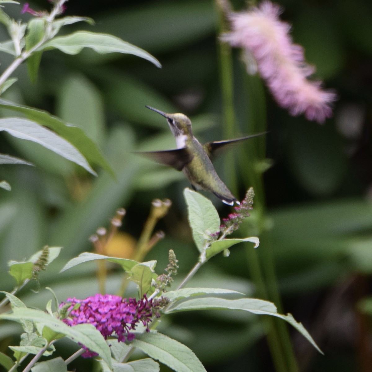 Ruby-throated Hummingbird - ML251160481