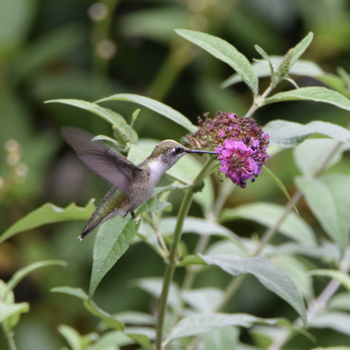 Ruby-throated Hummingbird - ML251160491