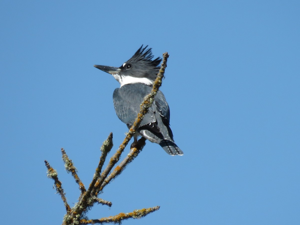 Belted Kingfisher - Pam Otley